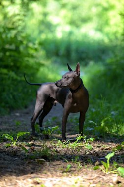 Xoloitzcuintle (Meksika Kılsız Köpeği) güneşli doğal arka plan görünümünde özgürce duruyor