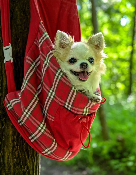 Cão Chihuahua Alegre Dentro Saco Estimação Xadrez Vermelho Floresta Ensolarada — Fotografia de Stock