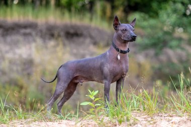 Güzel orta boy Xoloitzcuintle (Kılsız Meksika Köpeği) siyah yakalı ve madalyonlu vahşi yaşam arka planına karşı duruyor 