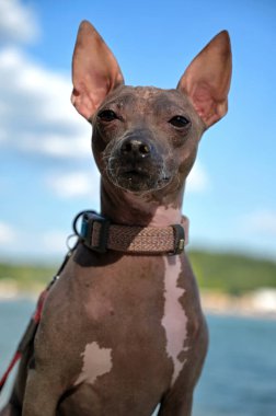 Kahverengi, beyaz benekli, Amerikan Kılsız Teriyer köpek portresi. Yaz gölünde yakın plan, yeşil sahiller bulanık arka plan kameraya bakıyor.