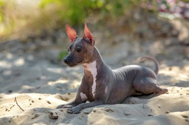 Koyu kahverengi ve beyaz Amerikan Kılsız Teriyer köpeği kumların üzerine uzanmış, doğal arka planı bulanık. 