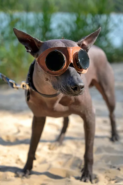 Grappige Xoloitzcuintle Mexicaanse Harige Hond Met Retro Zonnebril Staand Strand — Stockfoto