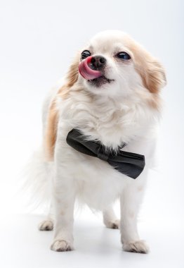 siyah papyon ile şirin chihuahua köpek