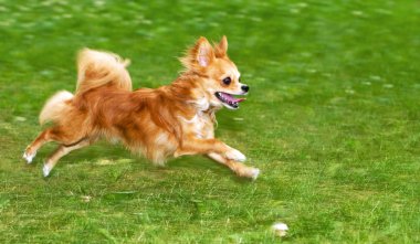 kolejny chihuahua czerwony płomień