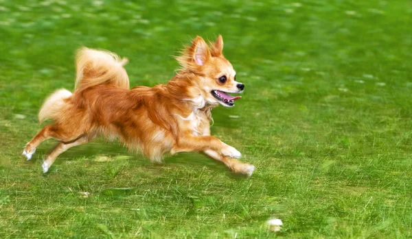 Láng piros chihuahua futás — Stock Fotó