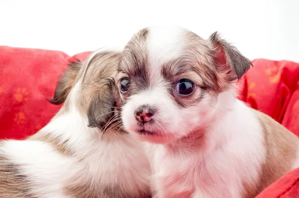 Adorable cachorro Chihuahua en cama de mascota roja —  Fotos de Stock