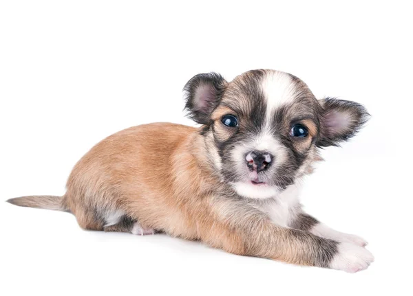 Lindo bebé chihuahua en blanco — Foto de Stock