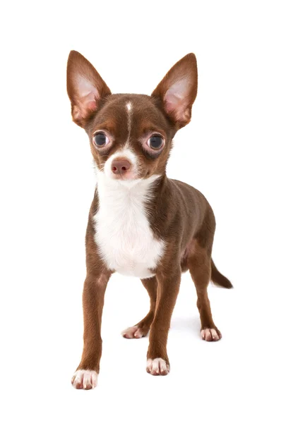 Chocolate brown chihuahua dog with white making step forward — Stock Photo, Image