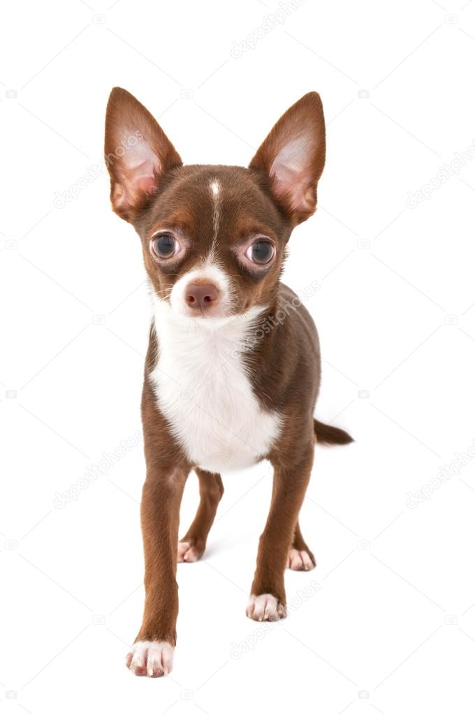 Chien Chihuahua Brun Chocolat Blanc Faire Avancer