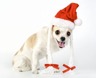 Noel Baba şapkası ile Chihuahua köpek eğlenceli