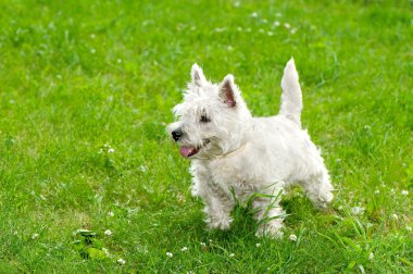 Batı Highland Beyaz Teriyeri