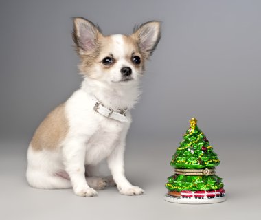 Noel ağacı oyuncak ile Chihuahua köpek yavrusu