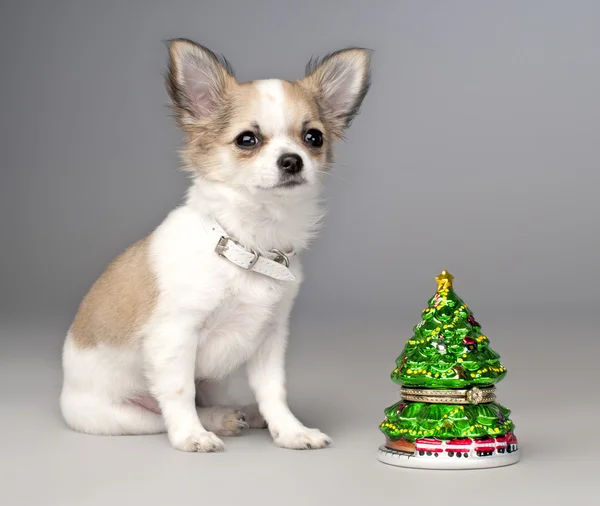 Chihuahua-Welpe mit Weihnachtsbaum-Spielzeug — Stockfoto