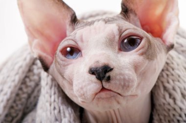 Eşarp portre yakın çekim ile Kanada Sphynx kedi