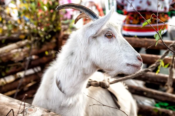 White goat - Chinese year 2015 symbol — Stock Photo, Image