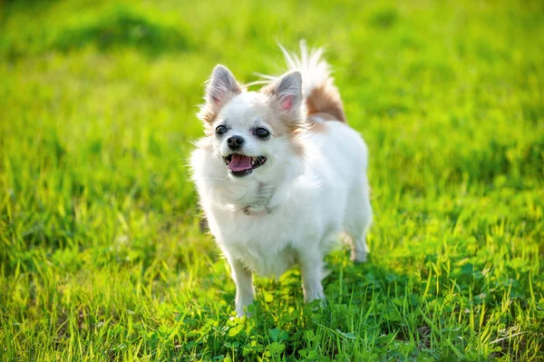 Radostný pes Chihuahua na zeleném trávníku pozadí — Stock fotografie