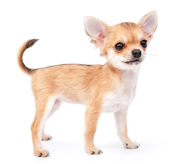 Piccolo cucciolo di chihuahua carino — Foto Stock