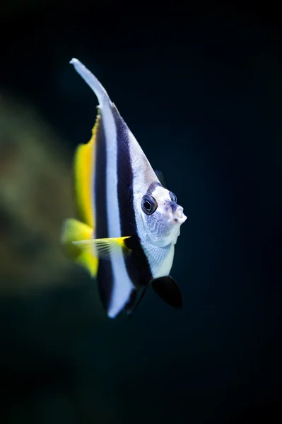 学校教育 bannerfish 海洋鱼特写 — 图库照片