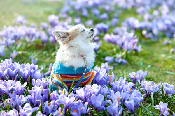 Chihuahua köpek arasında mor bitkisi çiçeği rüya