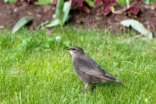 Young common starling (Sturnus vulgaris) on  spring green grass — Stock Photo, Image