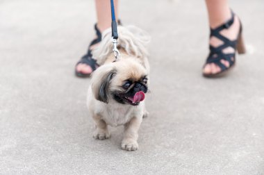 Fino köpeği sonraki sahibi ayakları yürüyüş