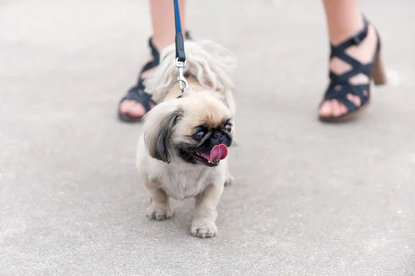 Pekingese dog walking next his owner feet — Stock Photo, Image