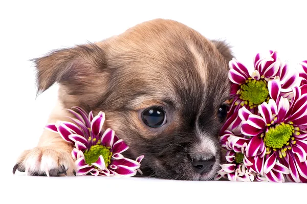 Söt chihuahua hundvalp stående med rosa krysantemum — Stockfoto