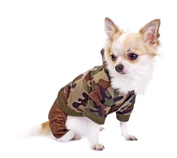 Chihuahua dog wearing fashion khaki jumpsuit — Stock Photo, Image