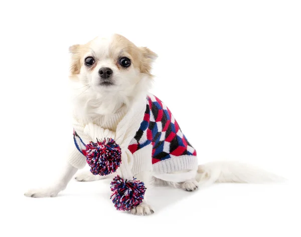 Chihuahua perro con bufanda de punto con pompones de colores y suéter de cuello alto — Foto de Stock