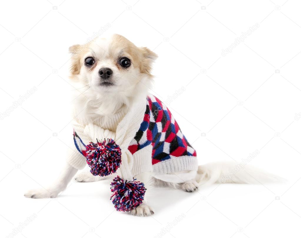 Chihuahua dog wearing knitted scarf with colorful pompoms and turtleneck sweater