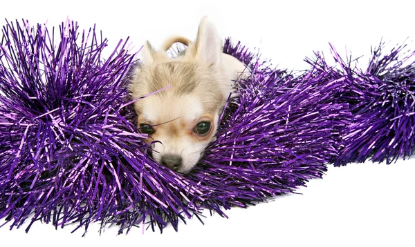 Chihuahua puppy with shiny tinsel — Stock Photo, Image