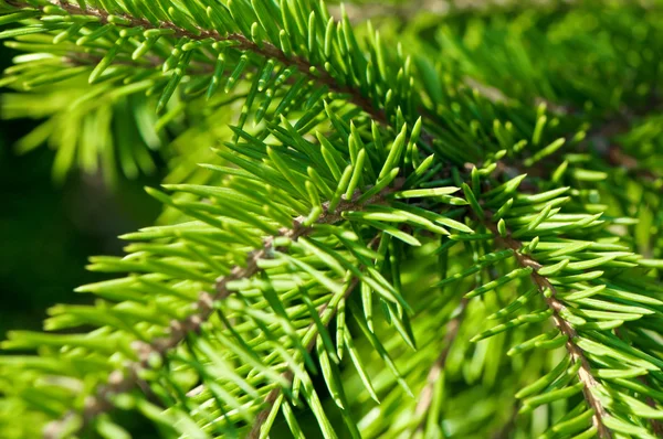 Fresh  green spruce close-up — Stock Photo, Image