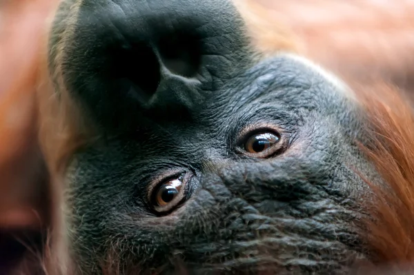 Orangutan eyes close-up — Stock Photo, Image