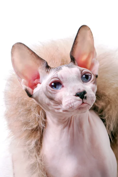 Canadian Sphynx cat portrait with luxurious fur around — Stock Photo, Image