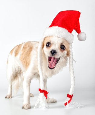 Noel kartı tasarımı için Noel Baba şapkası ile mutlu Chihuahua köpek