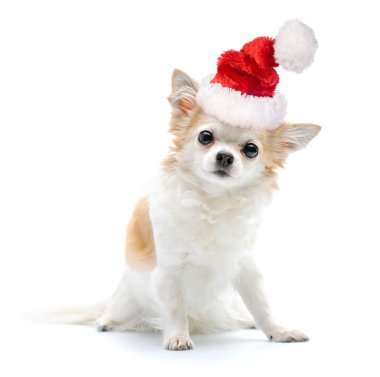 Chihuahua köpek beyaz Santa şapka ile