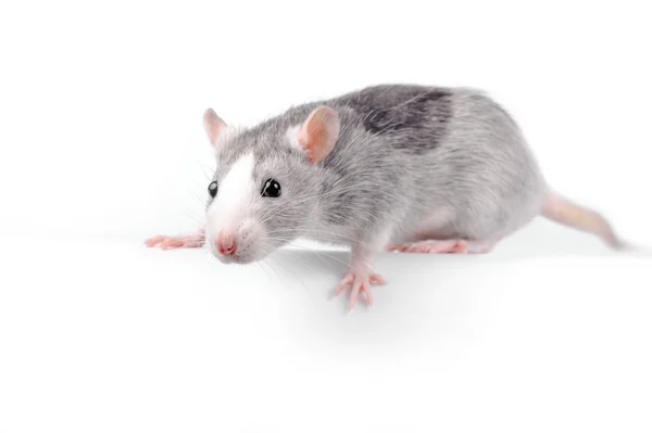 Fancy silver rat over white background — Stock Photo, Image