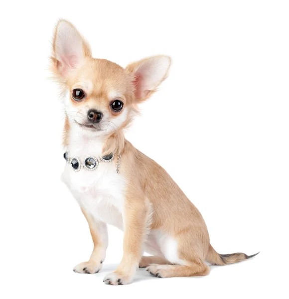 Nice chihuahua puppy with jewelry  isolated on white — Stock Photo, Image