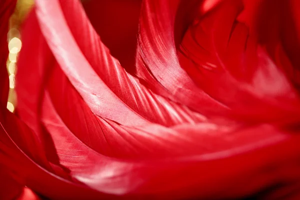 Bela textura macro penas vermelhas — Fotografia de Stock