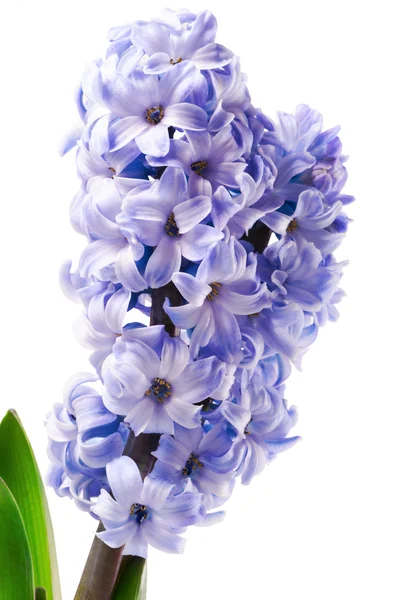 Fialový květ hyacintu detail izolované na bílém — Stock fotografie