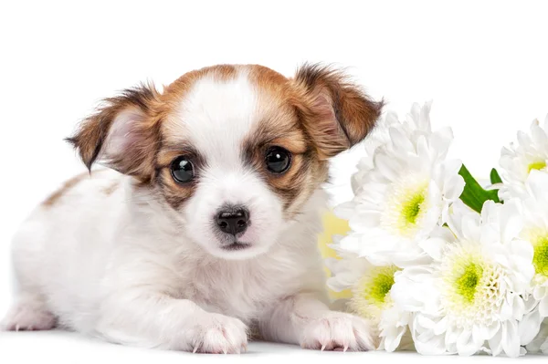 Sweet Chihuahua puppy with chrysanthemums  flowers close-up isolated on white — Stock Photo, Image