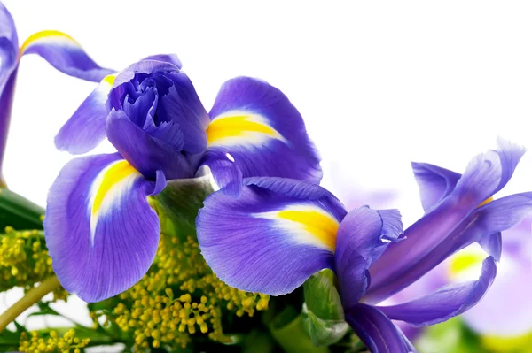 Belas flores da íris em buquê close-up no fundo branco — Fotografia de Stock