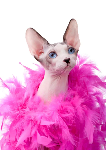 Kanadensiska Sphynx katt insvept i rosa fjäderboa — Stockfoto