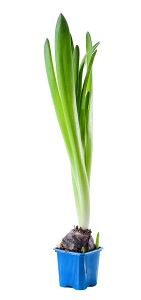 Young hyacinth sprout and  bulb pot isolated on white background — Stock Photo, Image