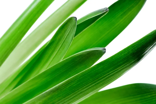 Kytka zelená Hyacint listy makro na bílém pozadí — Stock fotografie