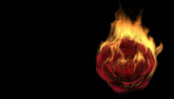 火红的玫瑰在黑色背景上绽放 爱的感觉概念 3D渲染 — 图库照片