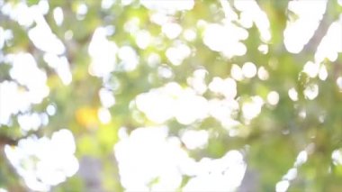 Parlayan arka plan bulanık yaprak