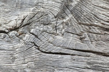 Yıpranmış ağaç gövdesi dokusu. Geçmişi eski sert ahşap dokusu. Ahşap, sert. Kökle. Eski ahşap doku. Katı ahşap desen