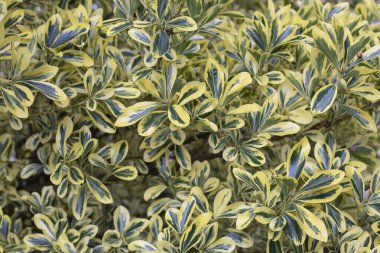 Euonymus japonicus Aureomarginatus çalılığının yapraklı bir parçası. seçici odak