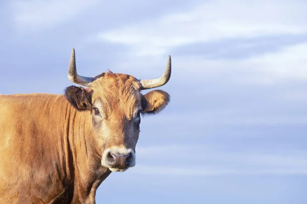 Torso Vaca Marrón Con Cuernos Aislado Con Fondo Cielo Frente —  Fotos de Stock